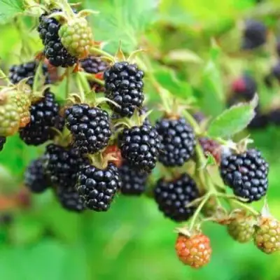 Ежевика АПАЧИ бесшипная  в Дзержинске