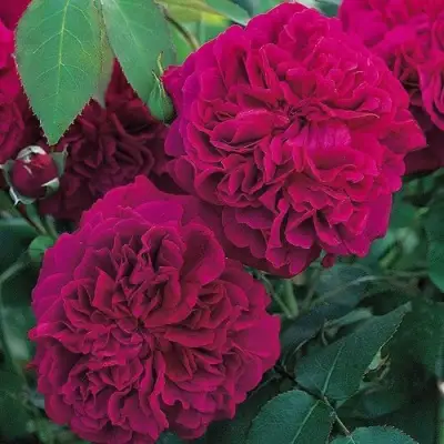 Роза ВИЛЬЯМ ШЕКСПИР английская в Дзержинске