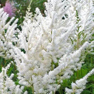 Астильба ДИАМАНТ Арендса в Дзержинске