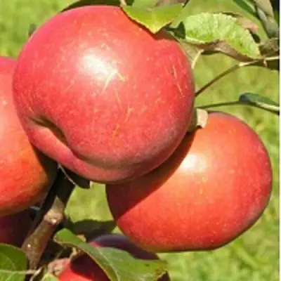 Яблоня РЕДКРАФТ в Дзержинске