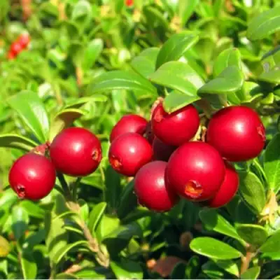 Брусника садовая РЕД ПЕРЛ в Дзержинске