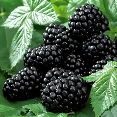 Ежевика БЛЭК БЬЮТИ в Дзержинске