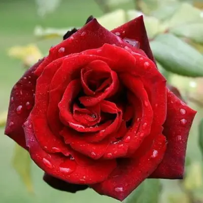 Роза ТАБУ чайно-гибридная в Дзержинске