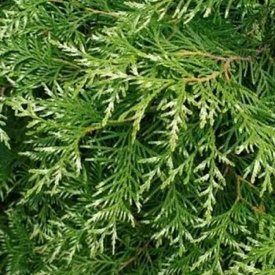 Туя СМАРАГД ВАРИЕГАТА западная в Дзержинске