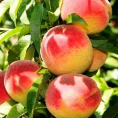 Персик НОВОСЕЛКОВСКИЙ в Дзержинске