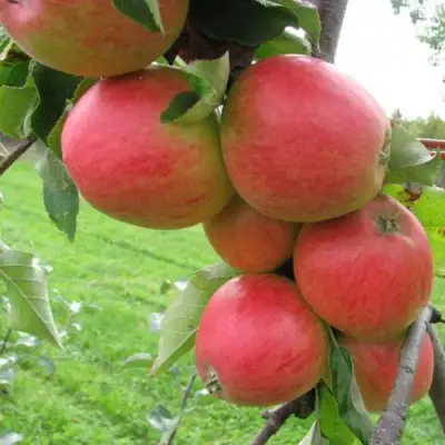 Яблоня ПИККОЛО в Дзержинске