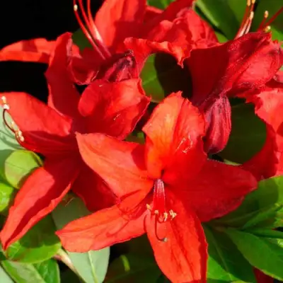 Азалия НАБУКО листопадная в Дзержинске