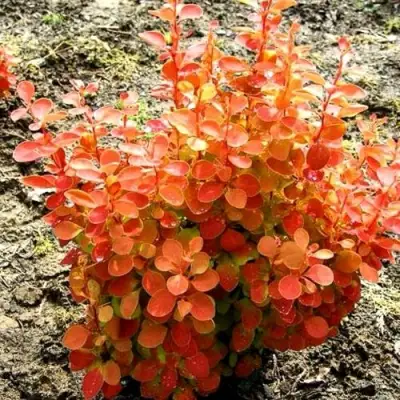 Барбарис ОРАНЖ ФАЙЕР тунберга в Дзержинске