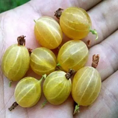 Крыжовник ЯРОВОЙ в Дзержинске