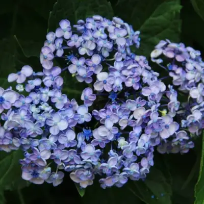 Гортензия АИША крупнолистная  в Дзержинске