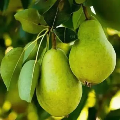 Груша СЕВЕРЯНКА колонновидная в Дзержинске