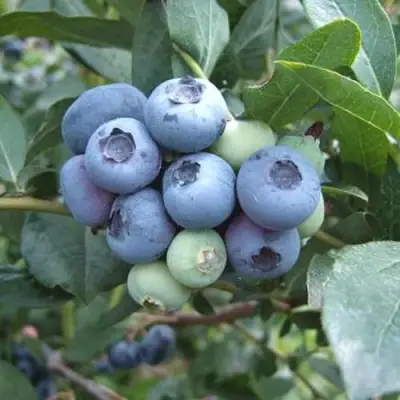 Голубика БЛЮЭТТА в Дзержинске