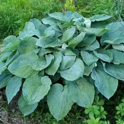 Хоста ЭЛЕГАНС Зибольда в Дзержинске