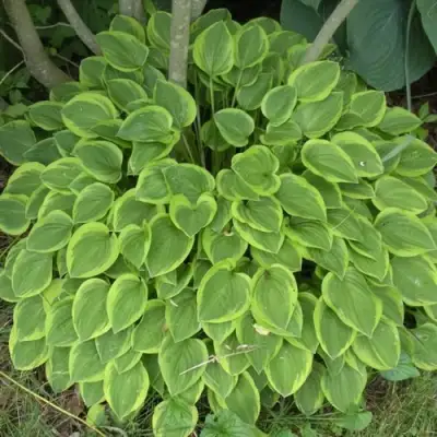 Хоста ГОЛДЕН ТИАРА в Дзержинске