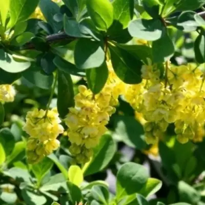 Барбарис ИНДИАН САММЕР  в Дзержинске