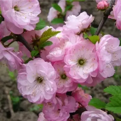 Миндаль ТРЁХЛОПАСТНЫЙ (луизеания) в Дзержинске