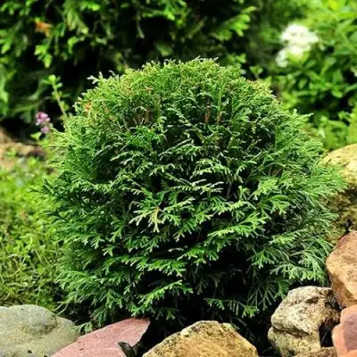 Туя ДАНИКА западная в Дзержинске