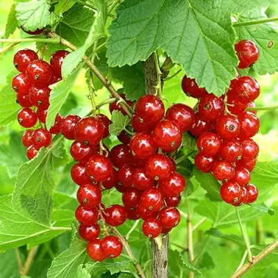 Смородина красная ФЕРТОДИ в Дзержинске