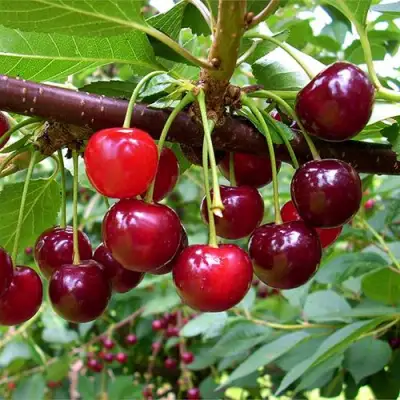 Вишня БРУСНИЦЫНА степная в Дзержинске