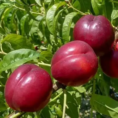 Нектарин БИГ-ТОП в Дзержинске