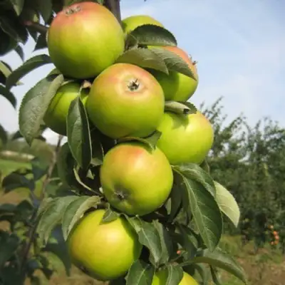 Яблоня ЛУКОМОР колонновидная в Дзержинске