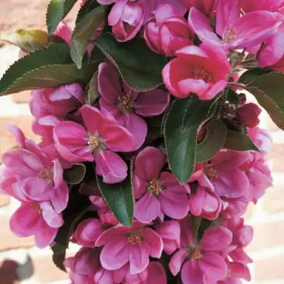 Яблоня ЗЕЛЁНЫЙ БУКЕТ декоративная в Дзержинске