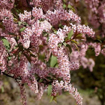 Черемуха НЕЖНОСТЬ в Дзержинске