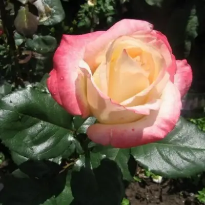 Роза БЕЛА ПЕРЛА чайно-гибридная в Дзержинске