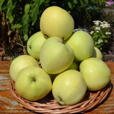 Яблоня ПАПИРОВКА в Дзержинске