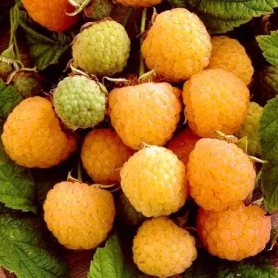 Малина ЗОЛОТЫЕ КУПОЛА в Дзержинске