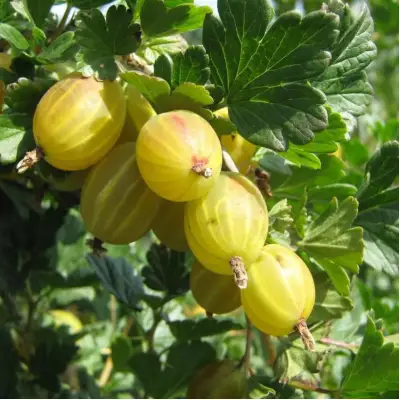 Крыжовник БЕРИЛЛ в Дзержинске