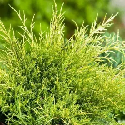 Можжевельник ОЛД ГОЛД средний в Дзержинске