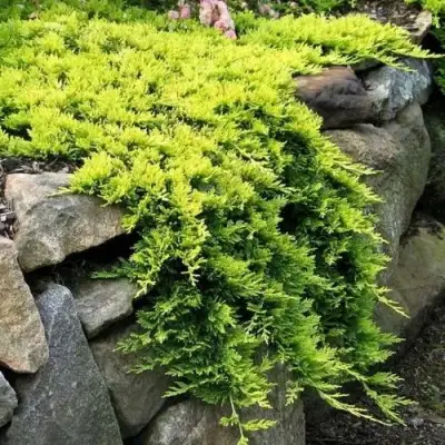 Можжевельник ГОЛДЕН КАРПЕТ горизонтальный  в Дзержинске