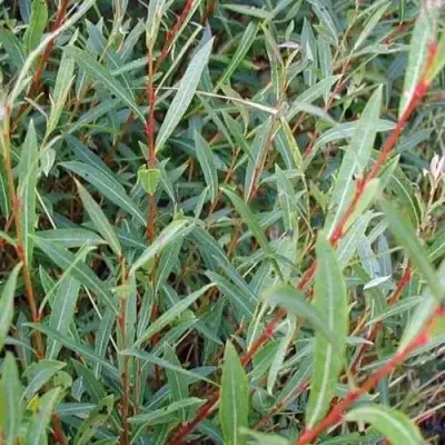 Ива НАНА пурпурная в Дзержинске