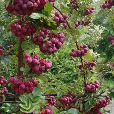 Рябина ДЕСЕРТНАЯ МИЧУРИНА сладкоплодная в Дзержинске