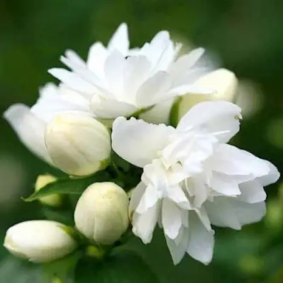 Жасмин ШНЕЕШТРУМ в Дзержинске