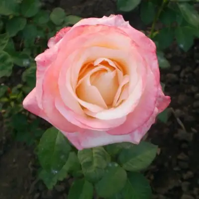 Роза БЕЛА ПЕРЛА чайно-гибридная в Дзержинске