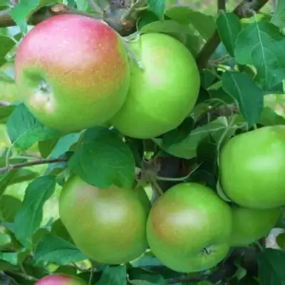 Яблоня НАВАВИТА в Дзержинске