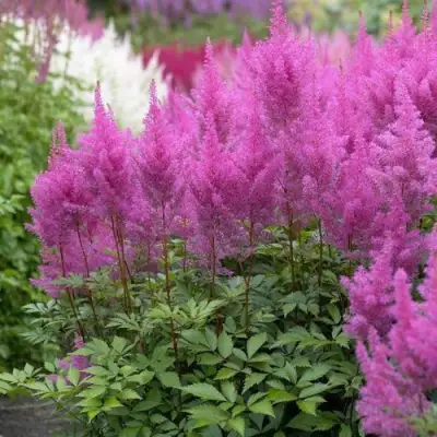 Астильба АМЕТИСТ Арендса в Дзержинске