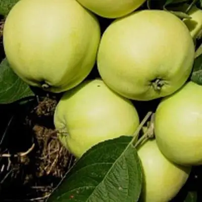 Яблоня ПАПИРОВКА в Дзержинске