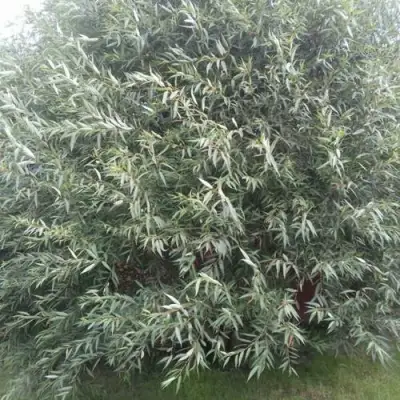 Ива СЕРЕБРИСТАЯ в Дзержинске