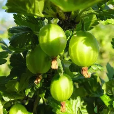 Крыжовник МАЛАХИТ в Дзержинске