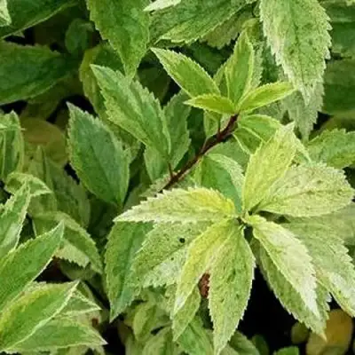 Форзиция ЛЕДНОГОРА промежуточная в Дзержинске