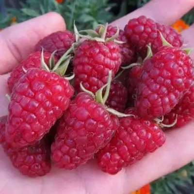 Малина МОСКОВСКИЙ ВЕЛИКАН в Дзержинске