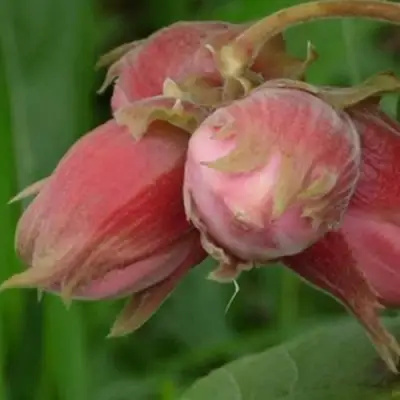 Фундук АКАДЕМИК ЯБЛОКОВ в Дзержинске