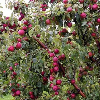 Яблоня ЛОБО в Дзержинске