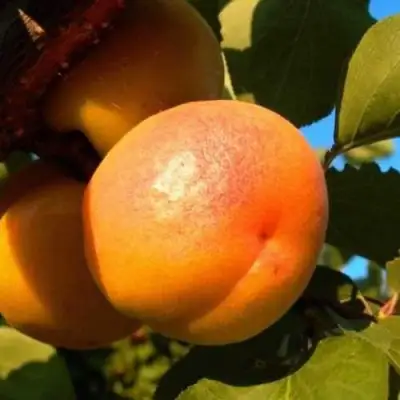 Абрикос СПАДЧЫНА в Дзержинске