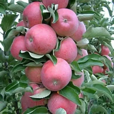 Яблоня АНТЕЙ КИЕВСКИЙ колонновидная в Дзержинске