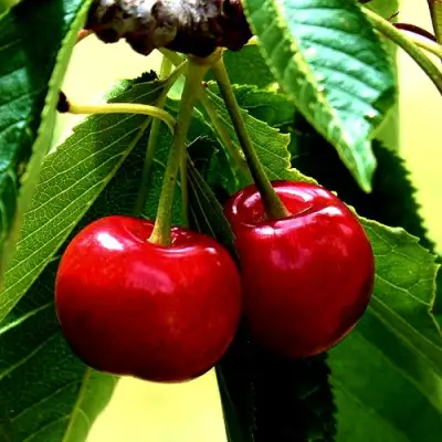 Вишня НИКА в Дзержинске