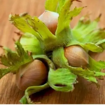 Фундук ГИГАНТ ТАМБОВСКИЙ в Дзержинске